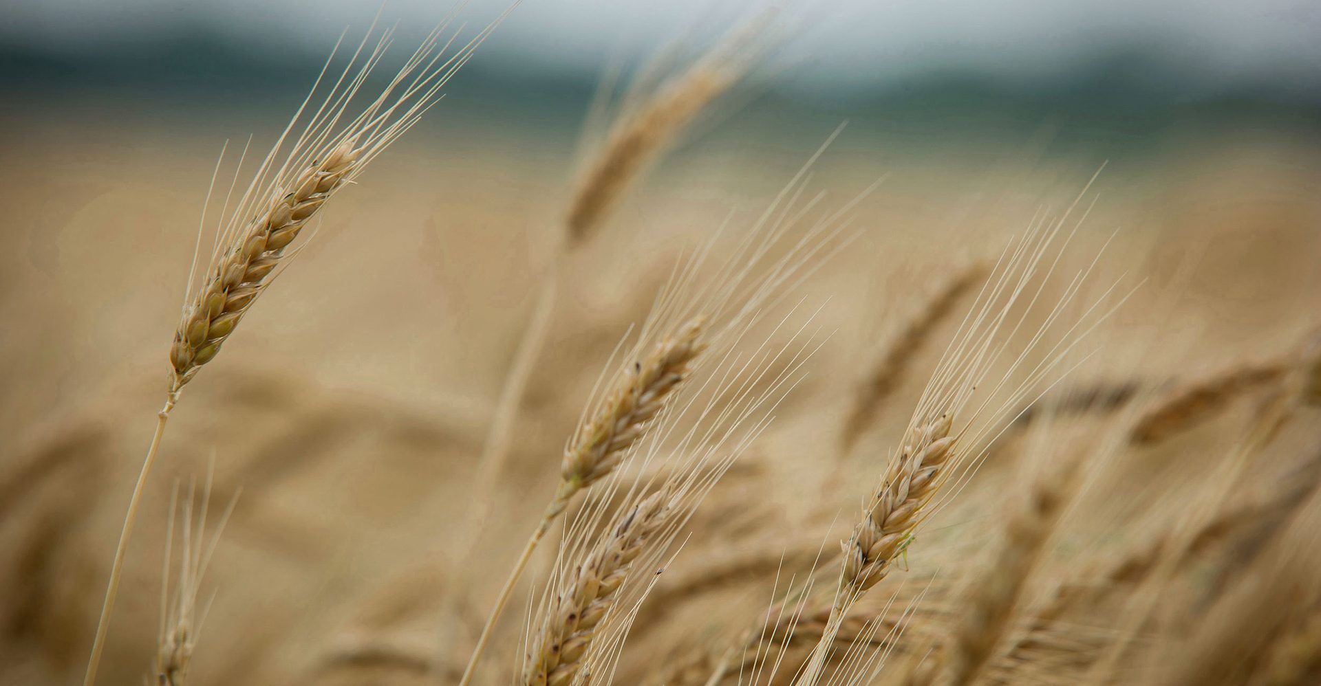 Ripe ears of wheat